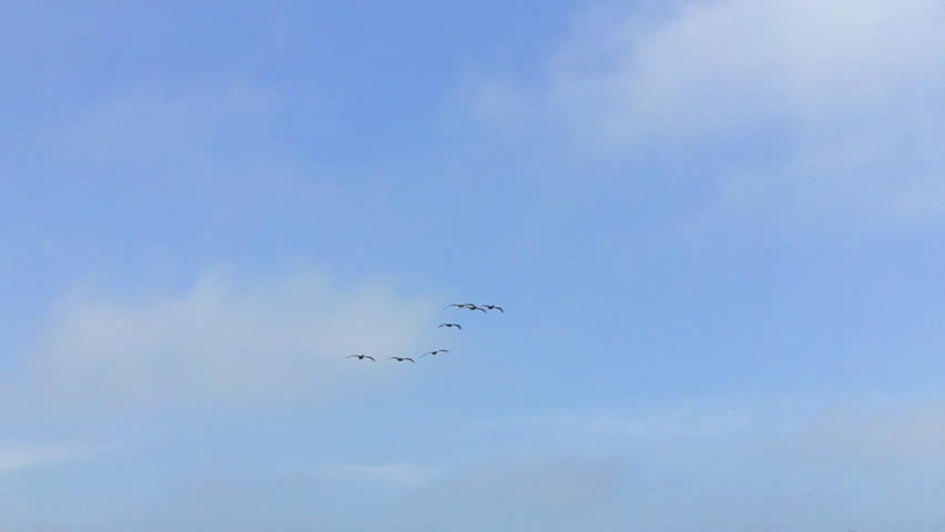 Pan shot of a flock of pelicans flying overhead with a partly cloudy sky. This clip features the birds imitating a squadron of jet fighters or so it would seem.