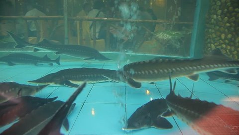 sturgeon in the fish tank