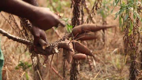 Cassava root break