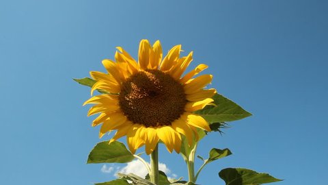 Flower of sunflower against a blue sky  