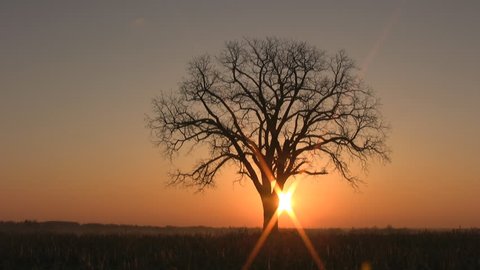 Tree with morning sunrise. Timelapse shot. Ontario, Canada. : vidéo de stock