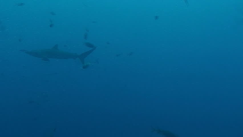 sharks swimming around baitball, under water videographer