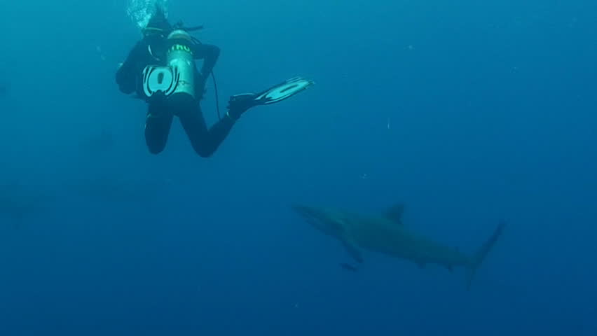 shark approaching scubadiver during bait ball action