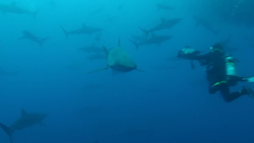 Bait ball, sharks, underwater videographer