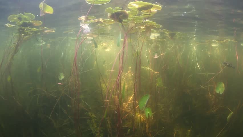 Lilies and other aquatic vegetation grows during the summer in a shallow