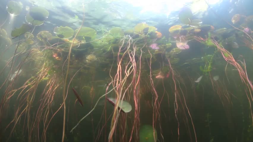 Lilies and other aquatic vegetation grows during the summer in a shallow