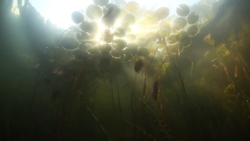 Bright sunbeams light lilies and other aquatic vegetation growing during the