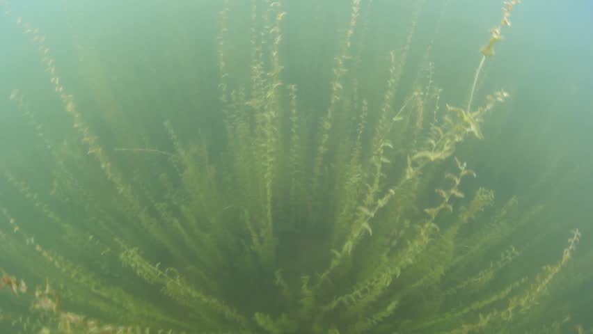 An invasive species, Hydrilla verticillata, grows in a shallow freshwater lake