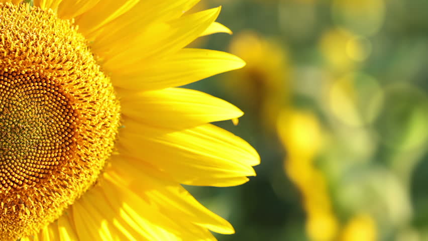 Summer. Sunny day. Sunflower petals tremble in the wind. The background without