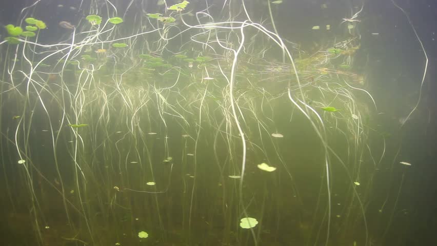 Lily pads, along with other aquatic vegetation, grow on spindly stems along the