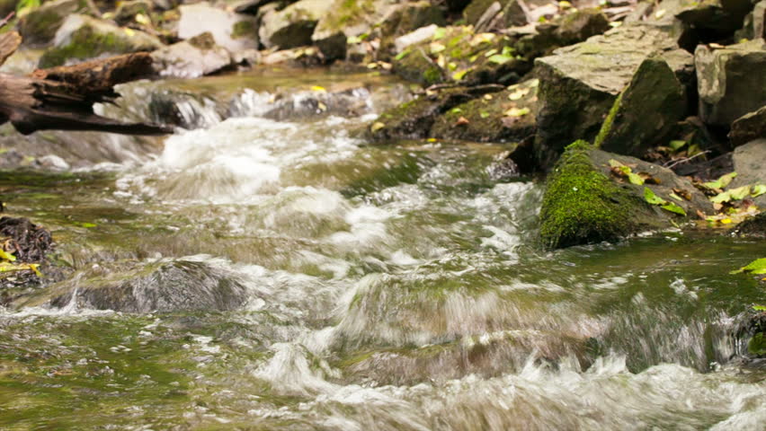 flow of water in the forest creek