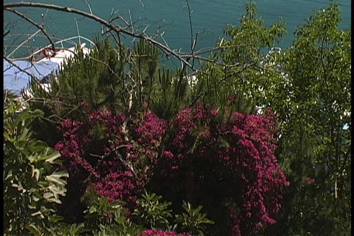 Plants in bloom next to a lake