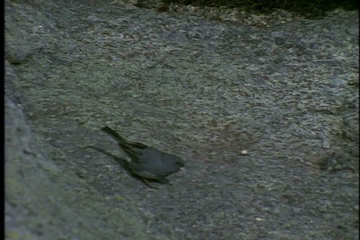 Zoom out from little bird feeding on rock to Adirondack mountain range in Keene, New York.