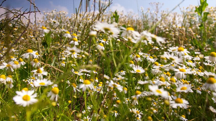 Chamomile flowers on a summer meadow