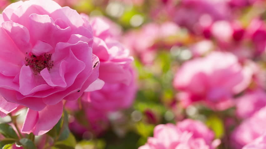 Rose flower bed
