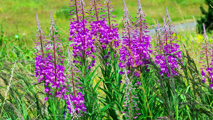 fireweed swaying in the wind