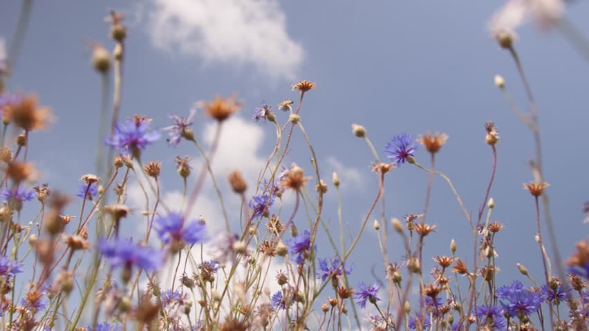 Flowers cornflowers on a summer meadow