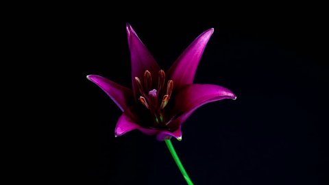 Timelapse of purple lily flower blooming on black background