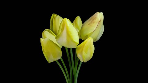 Timelapse of a bunch of yellow tulip flowers blooming on black background