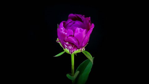 Timelapse of purple peony flower blooming on black background