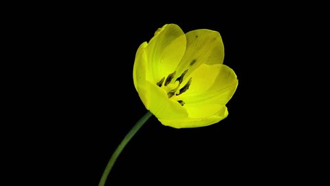 Timelapse of yellow tulip flower blooming on black background