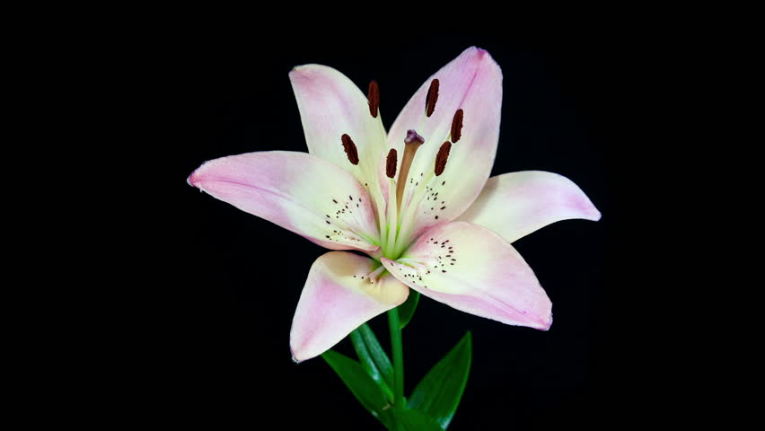 Timelapse of light pink lily flower blooming on black background Royalty-Free Stock Footage #4270550