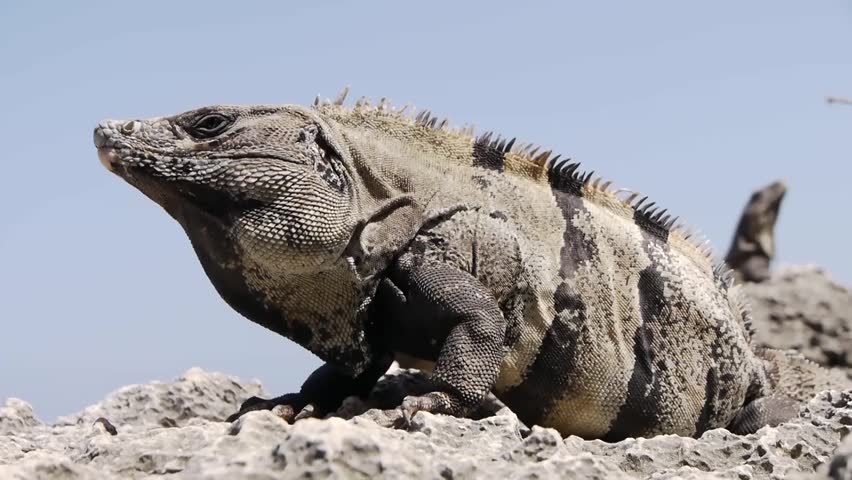 giant iguana