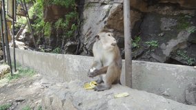 Video 1920x1080 - Monkey (macaque crabeater) feeding near people. Sri Lanka