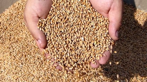 Wheat in a hand after good harvest, slow motion