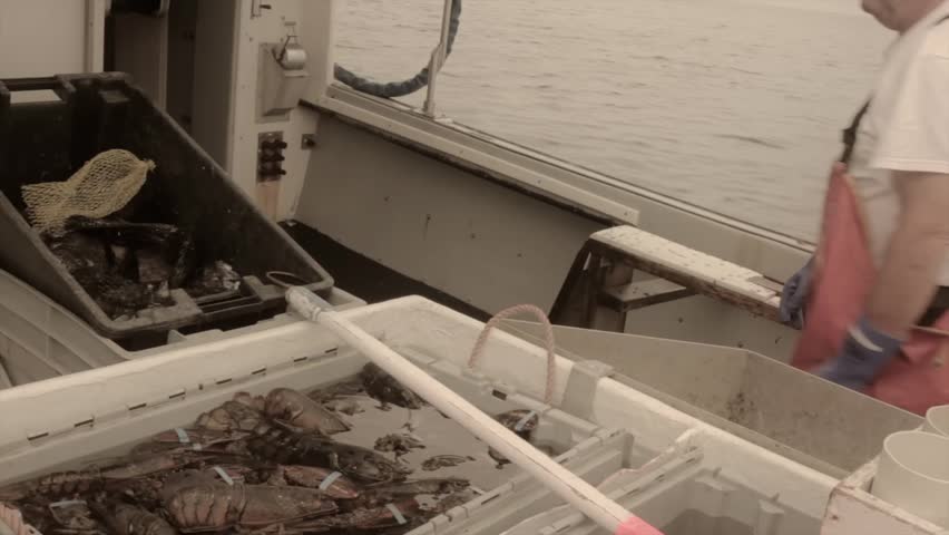 Commercial lobster fishing at sea