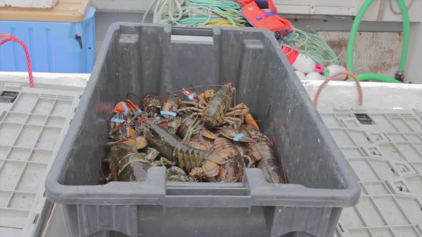 Commercial lobster fishing at sea