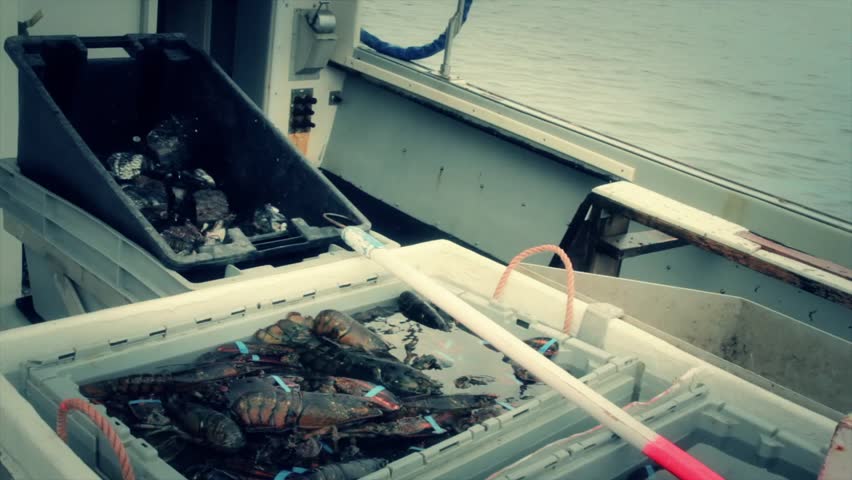 Commercial lobster fishing at sea