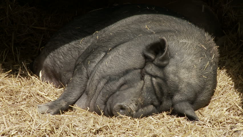 Vietnamese Potbellied Pig resting on a pile of straw.
