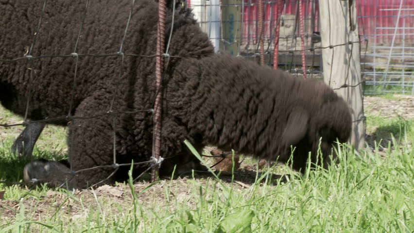 Black lamb pokes its head through the barnyard fence to eat grass on the other