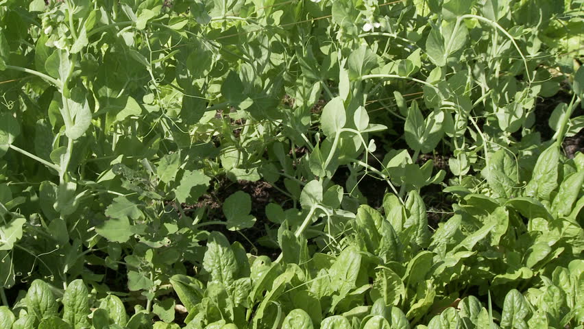 Dolly shot across spinach and beans growing on a farm.