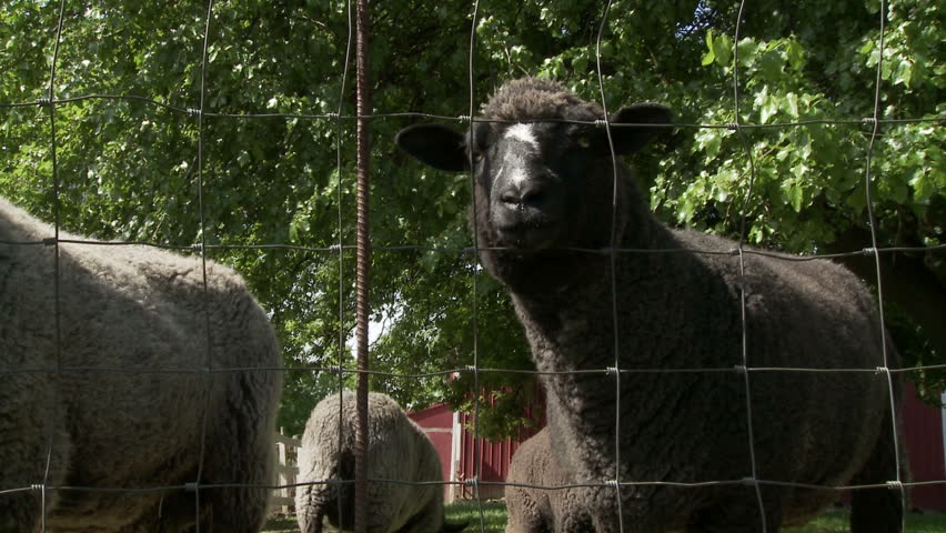 Black sheep with its head sticking through a fence on a farm in the USA.