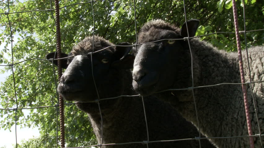 Two clips of sheep on a farm in the USA.