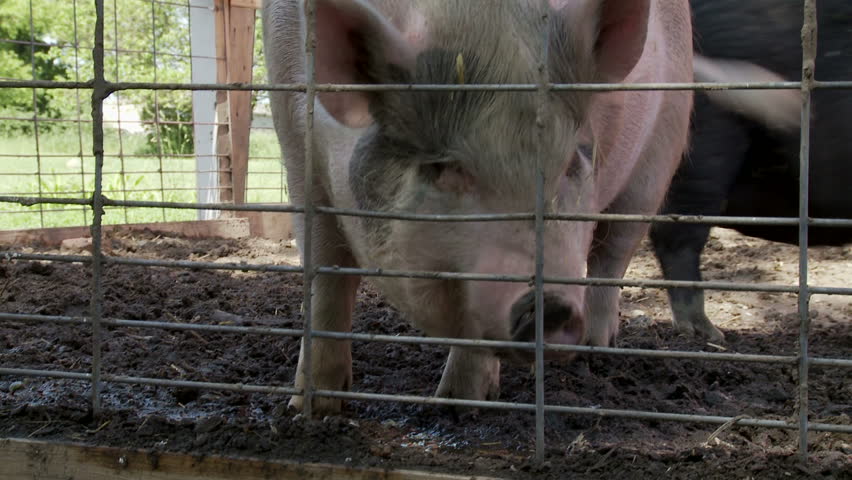 Three clips of Vietnamese Potbellied Pigs on a farm in the USA.