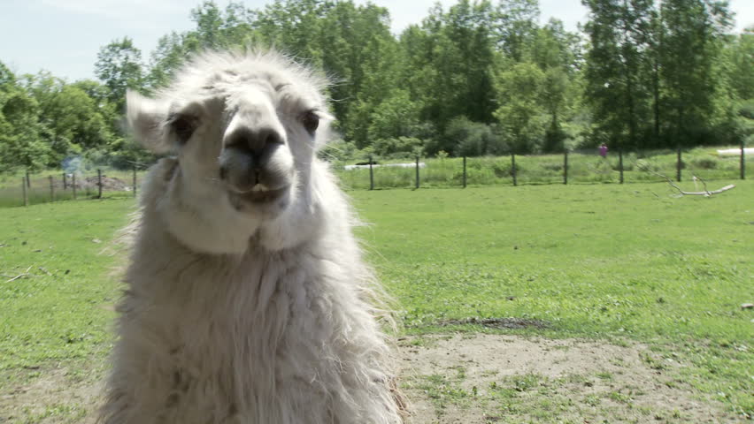 Close ups of a llama on a farm in summer.  Handheld camera