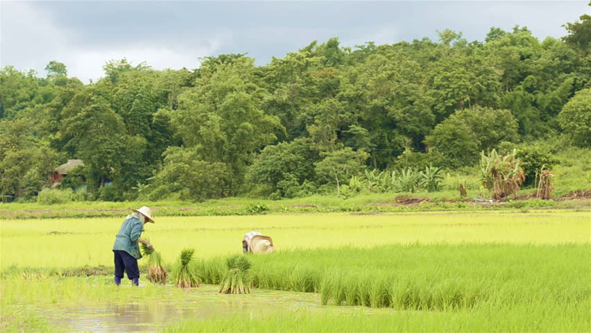CHIANG RAI, THAILAND - JULY 8, 2013: Farmers planting rice by transplanting rice