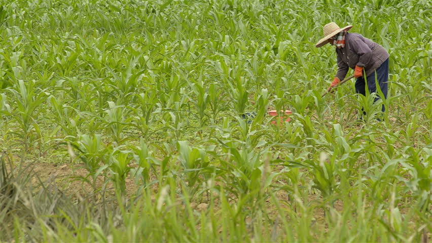 CHIANG RAI, THAILAND - JULY 8, 2013: A Thai woman working the ground in a corn