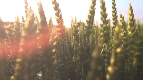 wheat grain field sunset