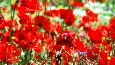 close up of moving poppies