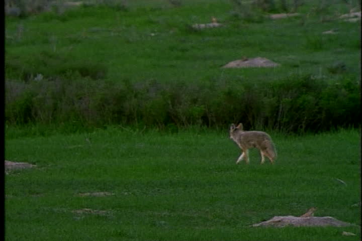 Coyote running across grassy plain in Medora, North Dakota.
