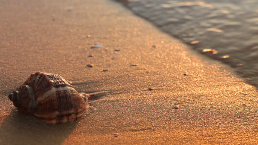 Seashell on sand. Sunset illuminates the surf. Close-up