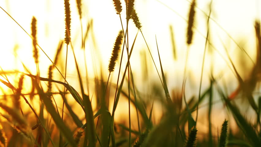 Wild grass trembling in the wind. Close-up. Background - a sunset sky