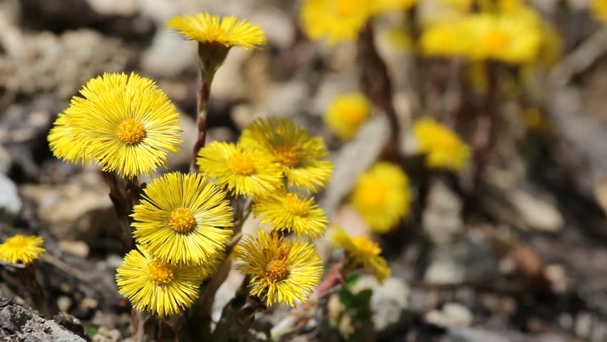 Macro on yellow flowers