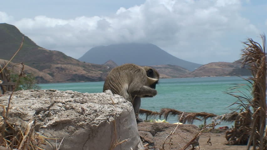 Обезьянка на море