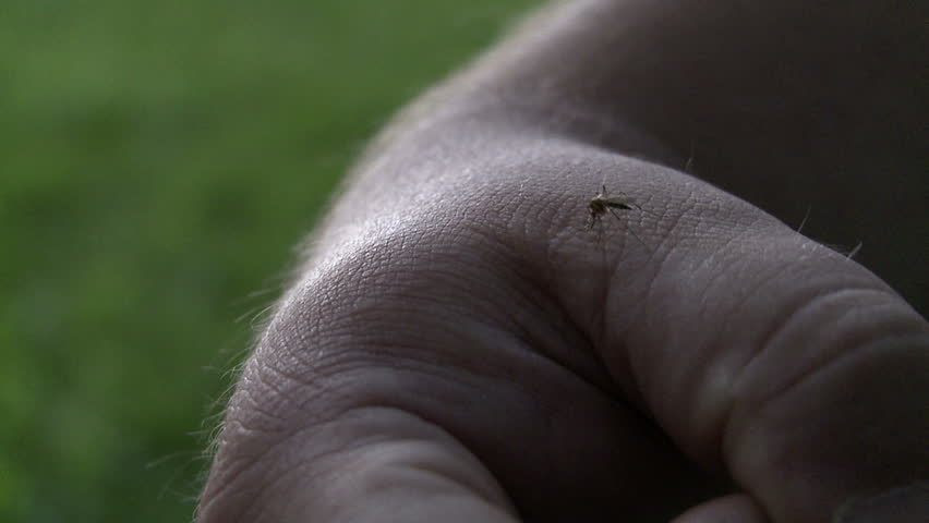 Close up on a mosquito sucking blood from someone's hand.  Slow motion,