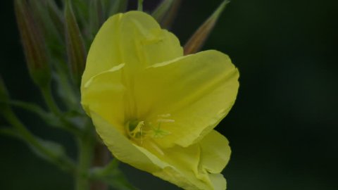 A evening primrose (oenothera biennis) open up her blossom in time lapse.
